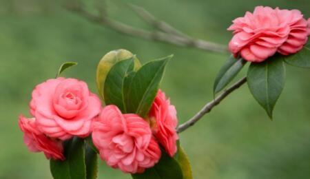 山茶花什么时候开(山茶花什么时候开花)